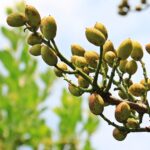 pistachios-1540134_960_720.jpg