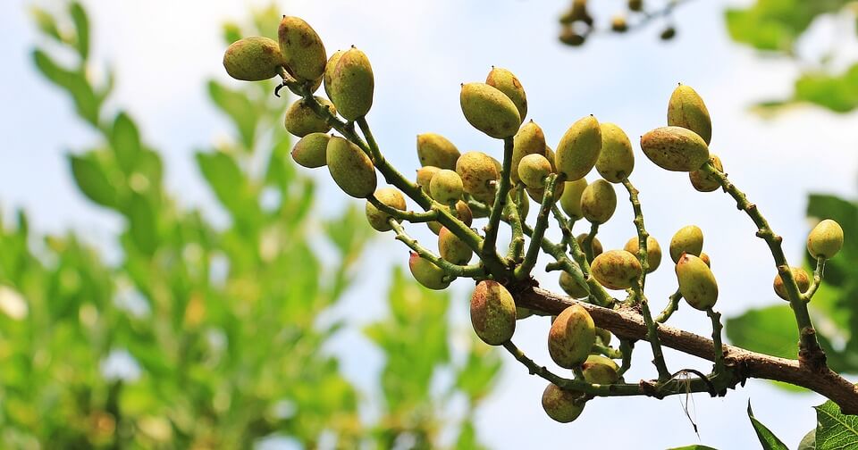 Pistachio Tree Care: Plant, Care, And Harvest The Nuts