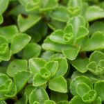 plant-2459799_960_720.jpg