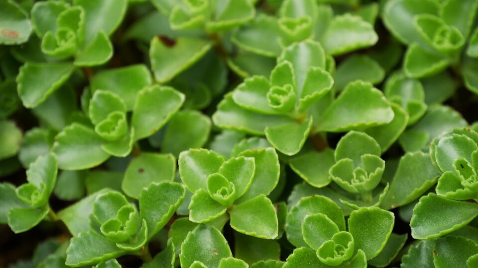 Evergreen Ground Cover Plants You’ll Love