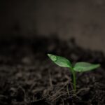 plant-2551467_960_720.jpg