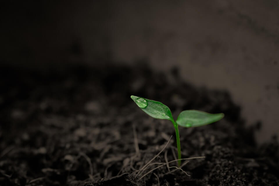 Calcium in Soil: How It Helps Plants