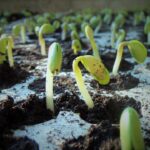 plants-1331667_960_720.jpg