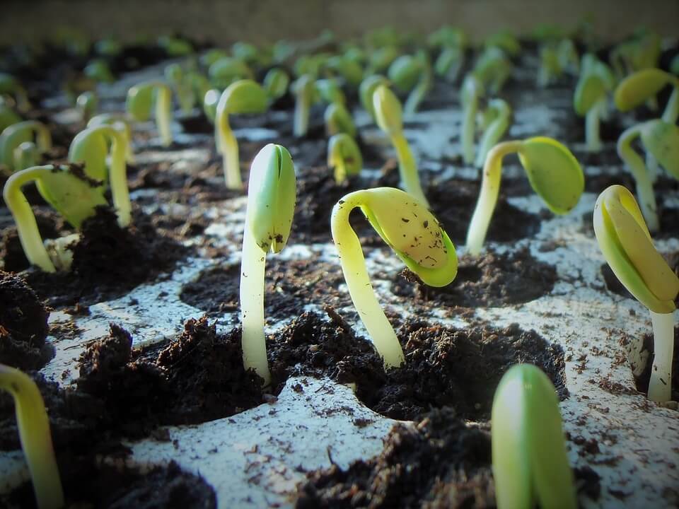 Do Seeds Need Light To Germinate Or Not?