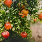 pomegranate-5609442__340.jpg