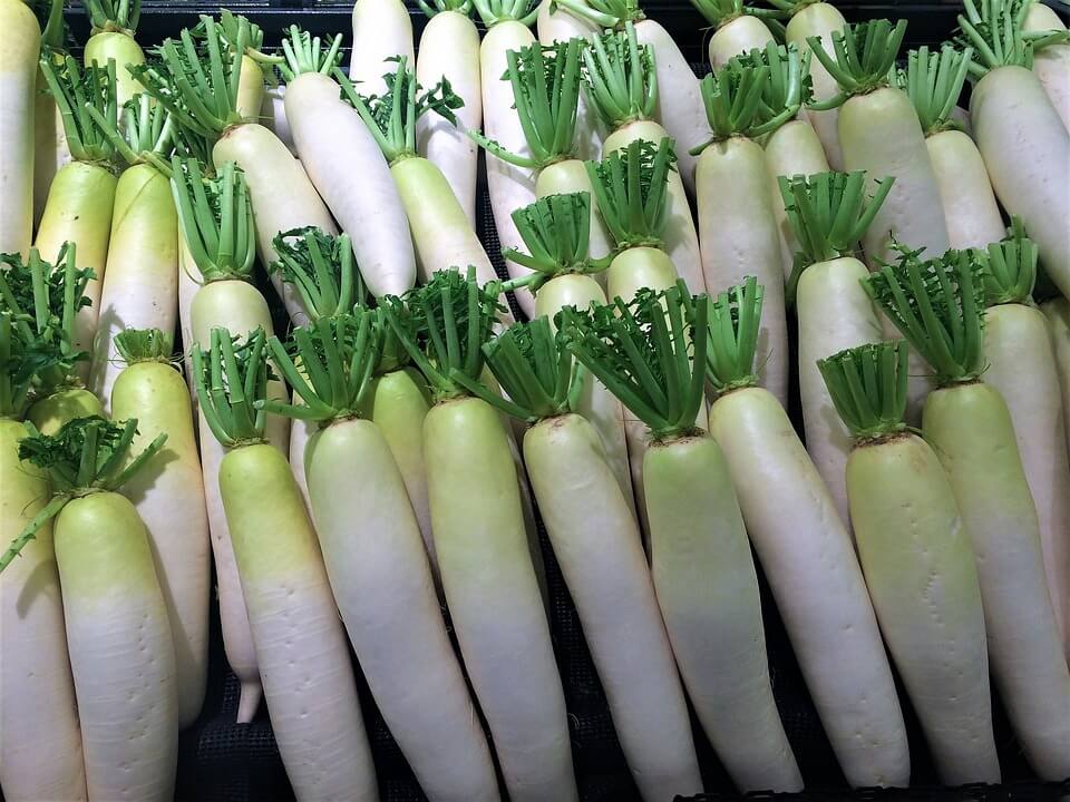Growing Daikon Radish: Massive And Mild-Flavored