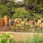 raised-bed-4392783_960_720.jpg