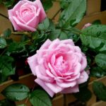 rose-2892740_960_720.jpg