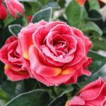 rose-3153580_960_720.jpg
