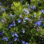 rosemary-1090419_960_720.jpg