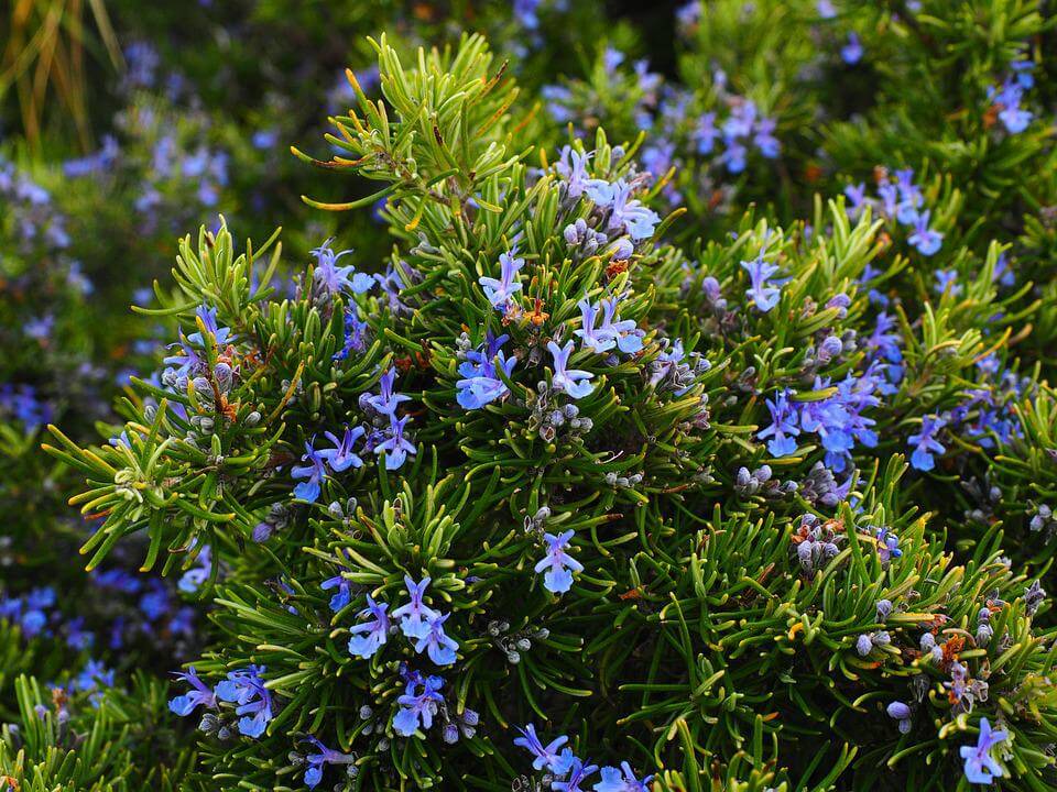 Container Garden Plants That Will Thrive in Summer Heat