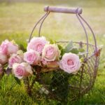 roses-1566792_960_720.jpg