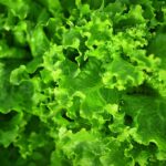 salad-2754319_960_720.jpg
