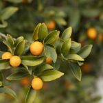 satsuma-4989623_960_720.jpg