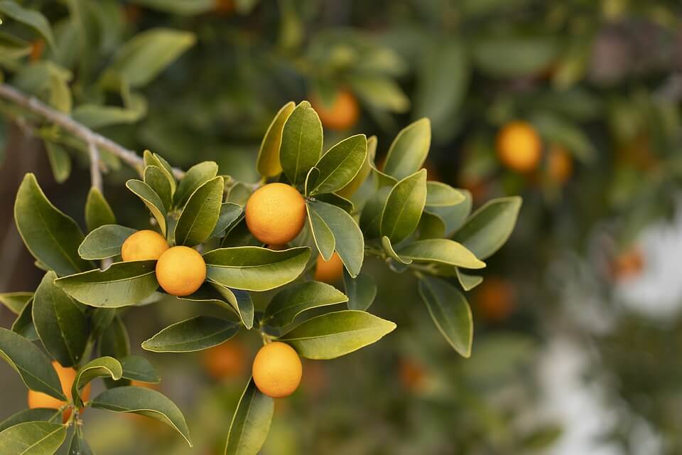 Mandarin Tree Care: Growing Mandarins At Home