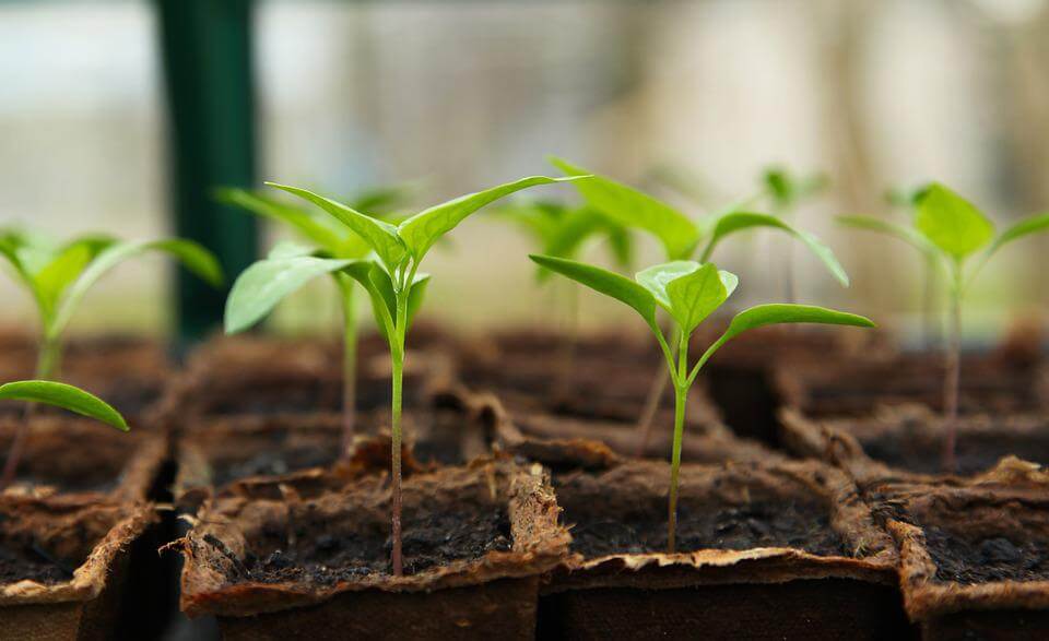 Your Ultimate Guide to Square Foot Gardening