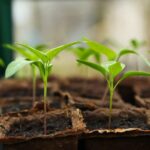 seedling-5009286_960_720.jpg