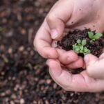 seedlings-3448883_960_720.jpg