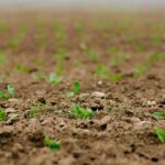 seedlings-4186033_960_720.jpg