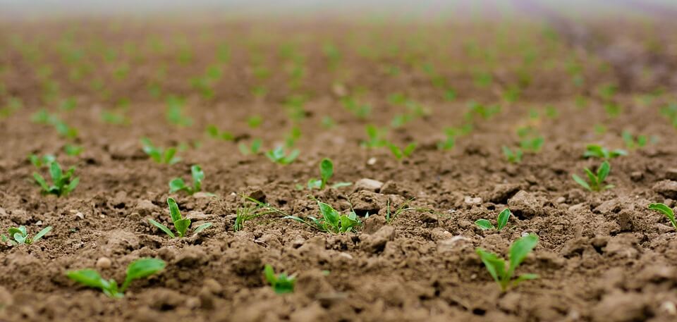 Row Covers: Temp And Pest Control