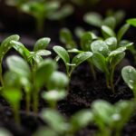 seedlings-7110591_960_720.jpg