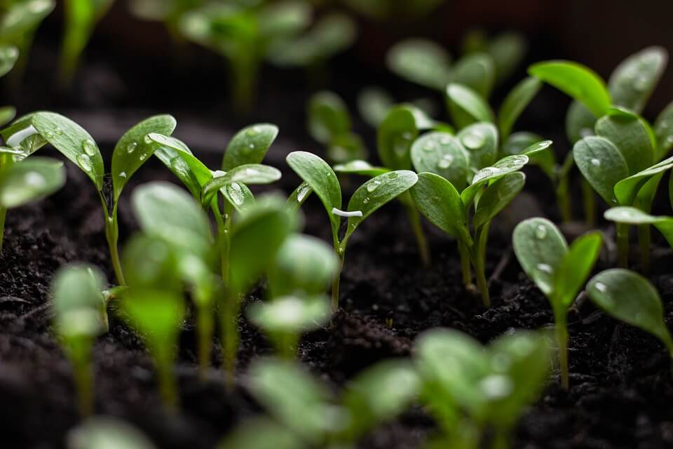 Seed Starting Mix: DIY Options And More