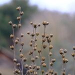 seeds-4845341_960_720.jpg