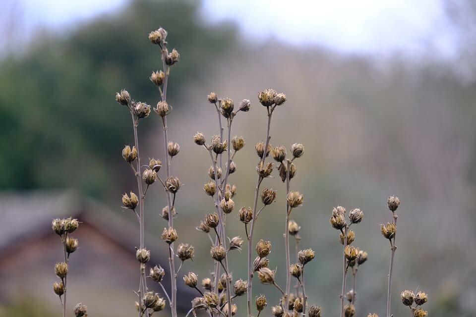 When To Plant Hollyhock Seeds For Bright Blooms