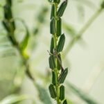 seeds-6603867__340.jpg