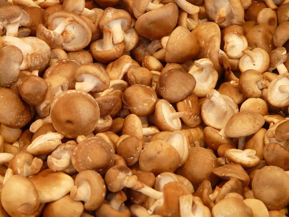 Growing Shiitake Mushrooms At Home: The Guide
