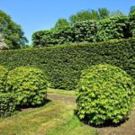 shorn-hedge-3392367_960_720.jpg
