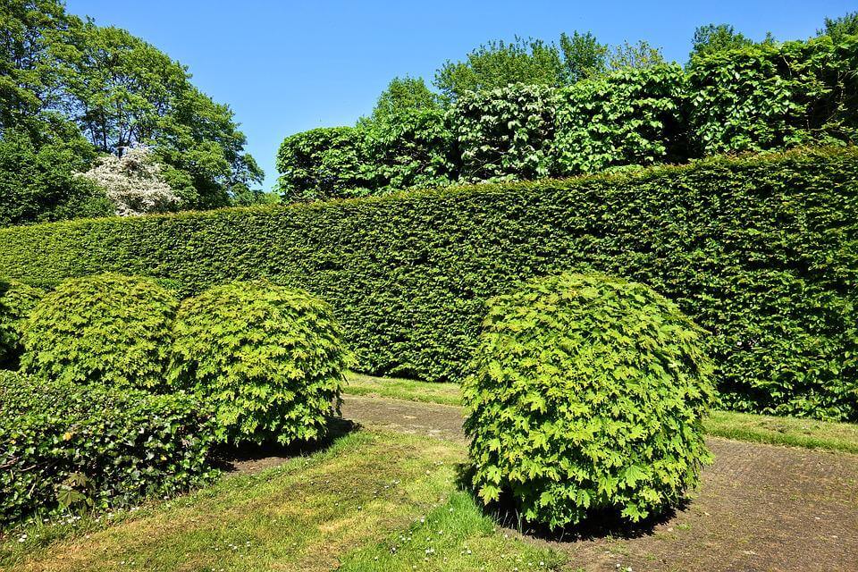 Edible Hedges for Privacy and Food – Eat That Hedge!