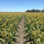 sorghum-2241341__340.jpg