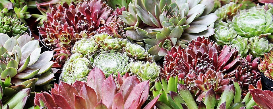 Growing Cover Crops in Your Home Garden