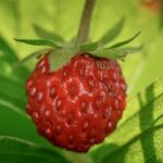strawberries-4304179_960_720.jpg
