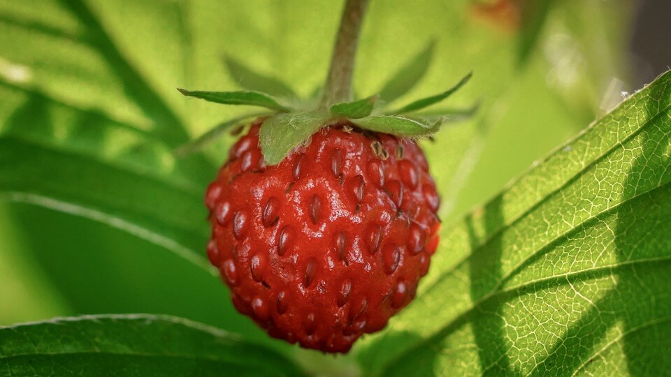How to Grow Alpine Strawberries