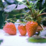 strawberry-4918196_960_720.jpg