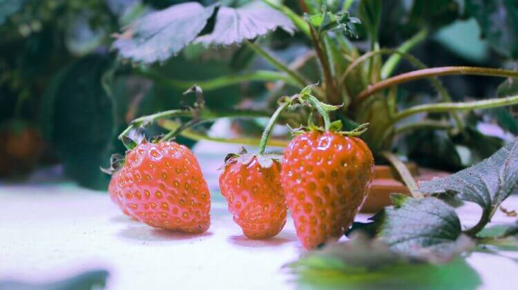 strawberry-4918196_960_720.jpg