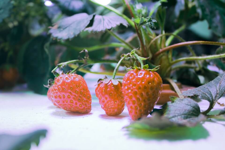 Hydroponic Strawberries: Berries Grown Without Soil