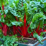 swiss-chard-3641280__340.jpg