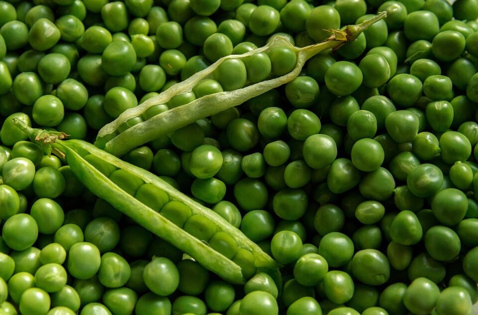 How To Grow Sugar Snap Peas