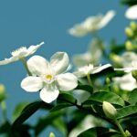 thailand-jasmine-7254857__340.jpg