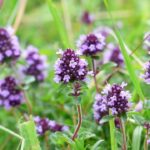thyme-167468_960_720.jpg