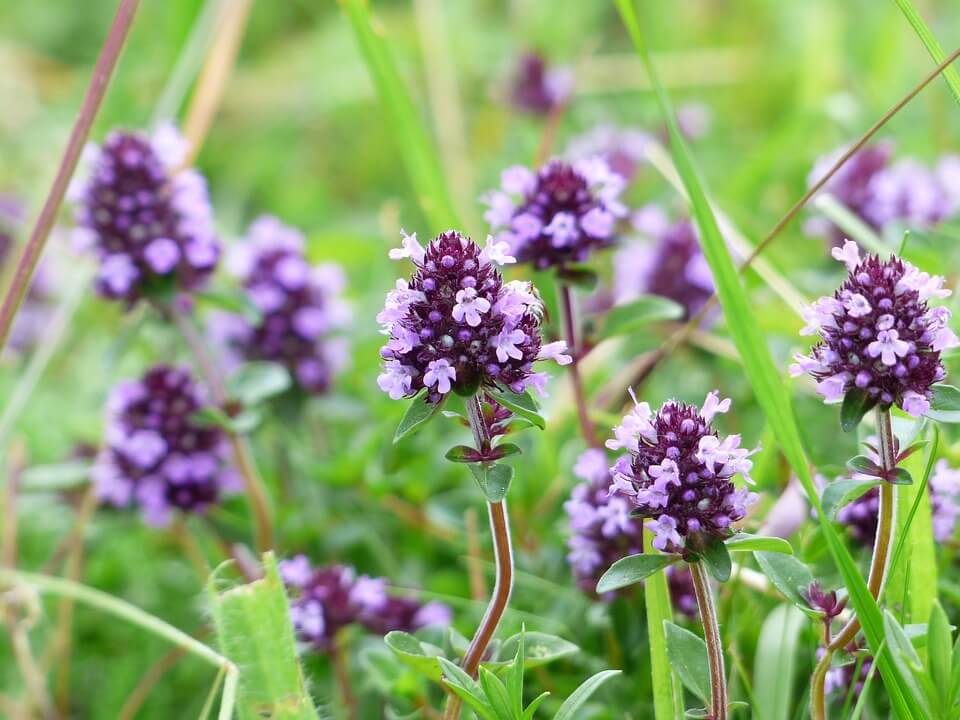 thyme-167468_960_720.jpg