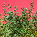 thyme-1781005_960_720.jpg
