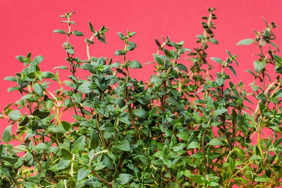 Thyme Plant Care In The Chef’s Garden