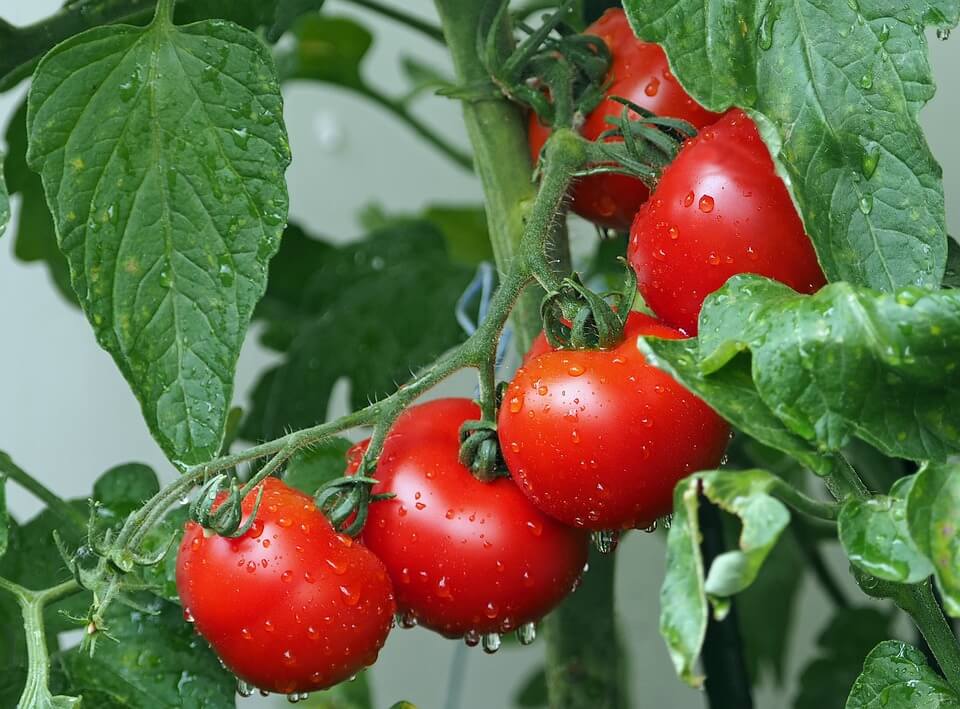 Tricks for Growing Tons of Tomatoes!
