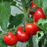 tomatoes-1561565_960_720.jpg