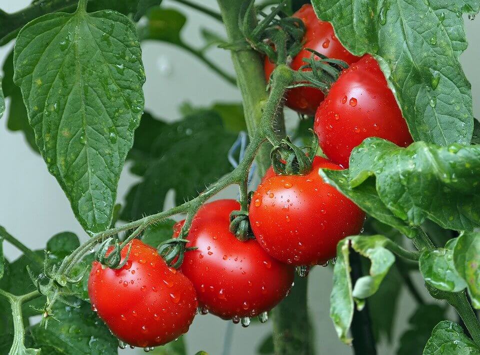 Why and How to Transplant Tomatoes (a Second Time)