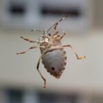 turtle-bug-7493232_960_720.jpg